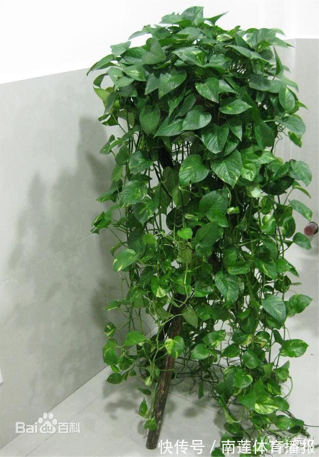 “绿萝”只要喝点这种“饮料”,叶子亮如打蜡,30天长成瀑布