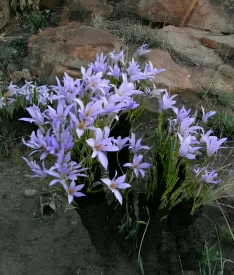 栽种|便宜的风雨兰，3月种一盆，花满盆，球满盆，一开花大半年