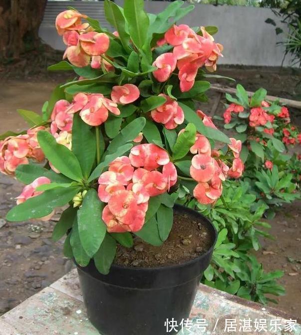 腐叶土|养花缺不了营养土不想要花钱买,就添加上它们,比买的还好