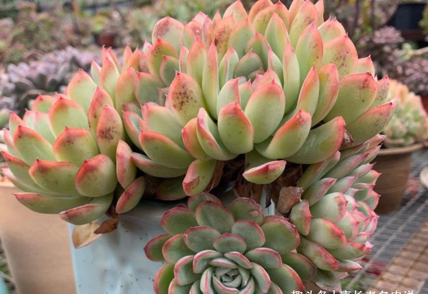 多肉悬崖桩|多肉悬崖桩栽种的时候不好固定?只需一根铁丝或铝丝即可轻松搞定