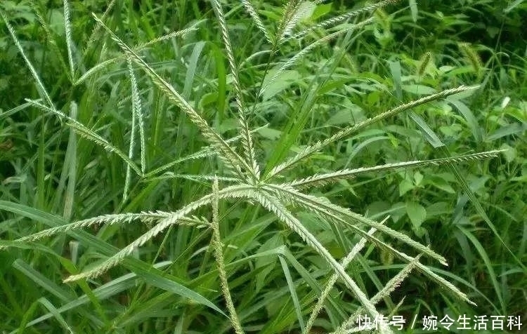 农村|农村常见的野草,农民当它是杂草,殊不知药用价值极高,一斤20元