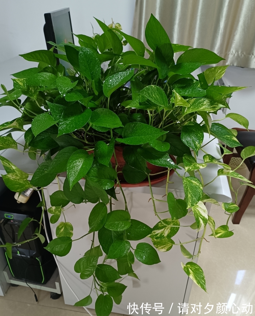 9种养不死的花，绿萝只能排最后，再养不活就剁手吧