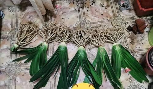 家养君子兰，用2种粉末、3种水，半年不用施肥，照样长得旺！