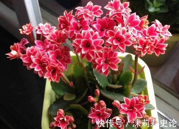 霜降之后在家养上这几种“艳阳花”，阳台秒变后花园，寓意招财