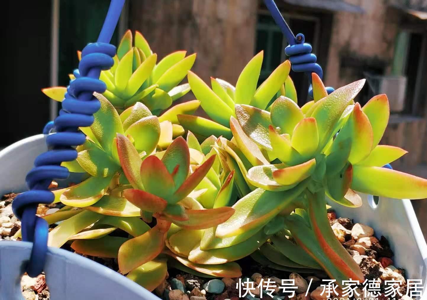 砍头|白露已过,多肉可以换盆和砍头,但操作过程中要注意4点和两不要