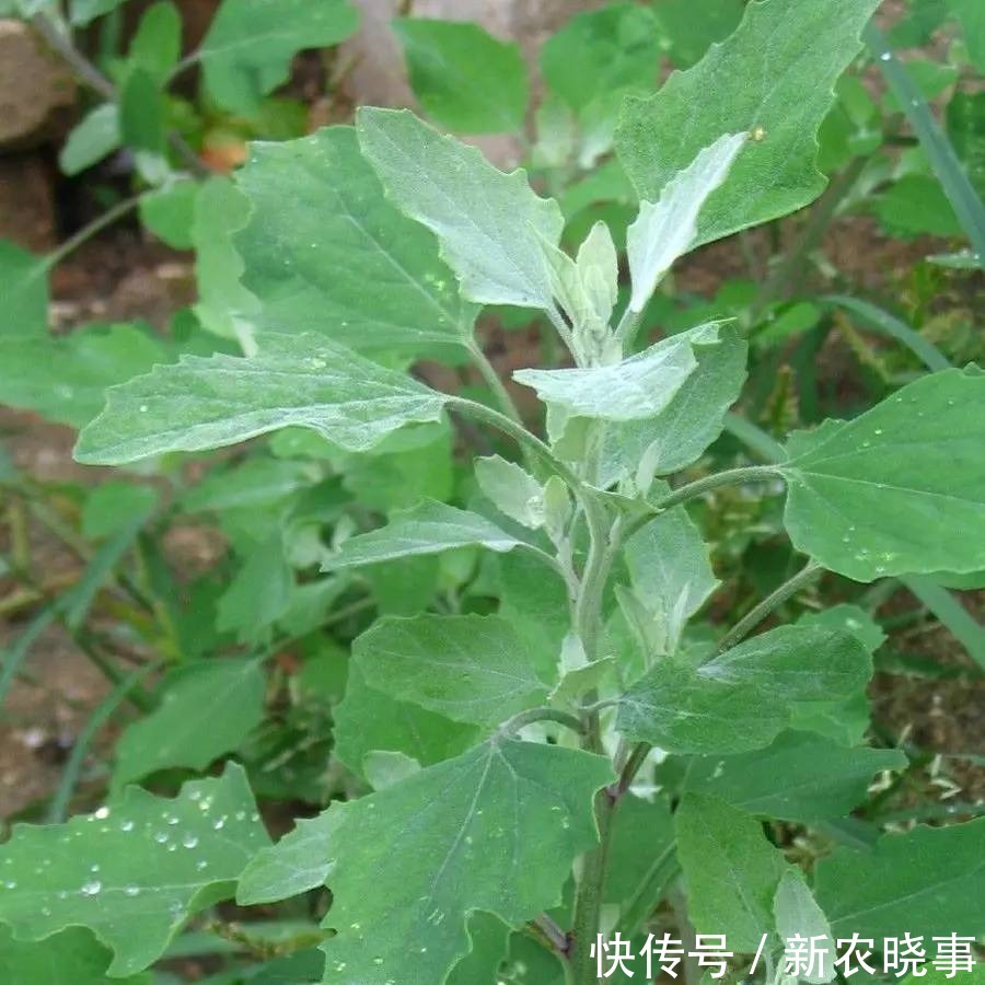 盘点那些年割过的6大猪草:以往没钱也不想吃,如今1盘菜几十元