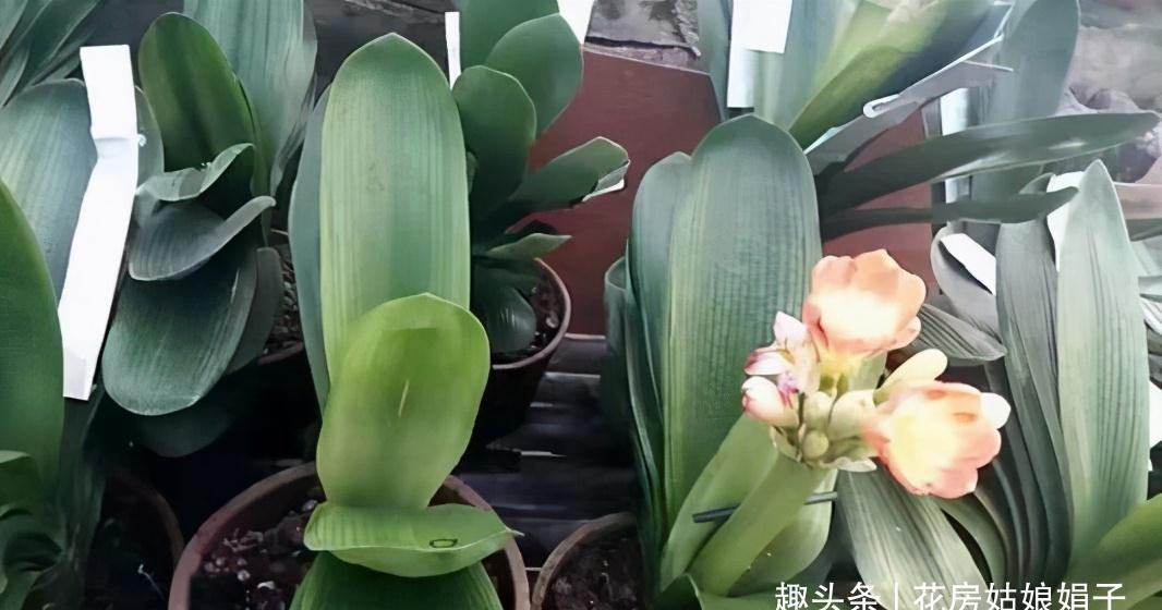 植株|君子兰在花盆里头重脚轻站不稳，别忽视，原因简单危害却很大