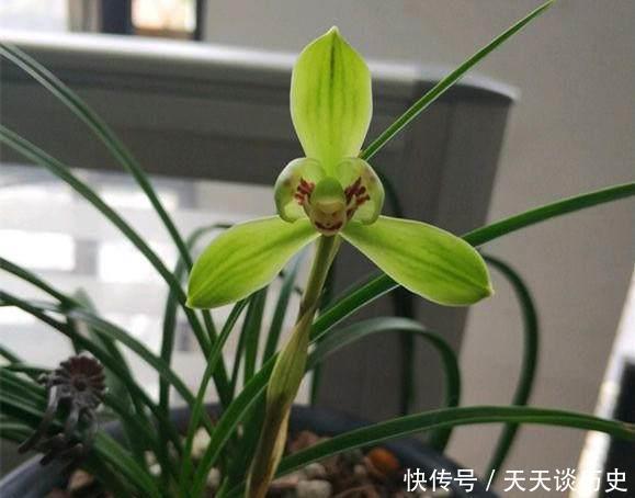 养兰花,牢记一个字,开花够豪气