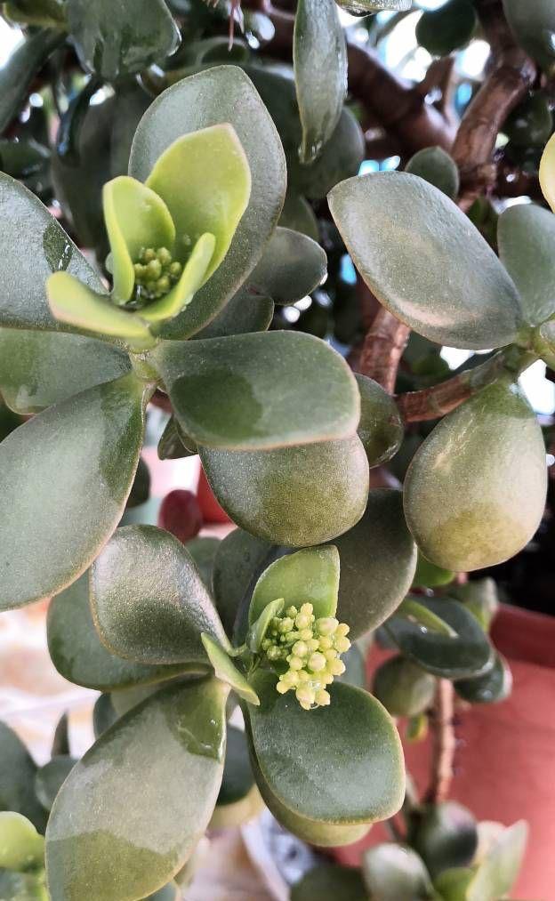 秋季养玉树，做好三步，枝叶油绿壮实，更容易养成老桩和开花