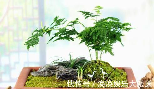 观赏性|文竹的孪生兄弟“云竹”,这样区别养护,别受骗了