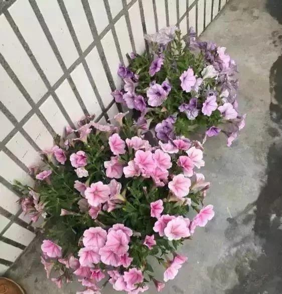 长寿月季花后赶紧剪一刀,剪完就开花,一直剪一直开!