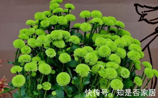 养花试试这几款，花香淡淡，并且寓意吉祥美满