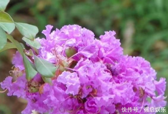 薄荷|3种“室内花”好看又好养,一月不管也能赏花,还去异味、吸烟尘