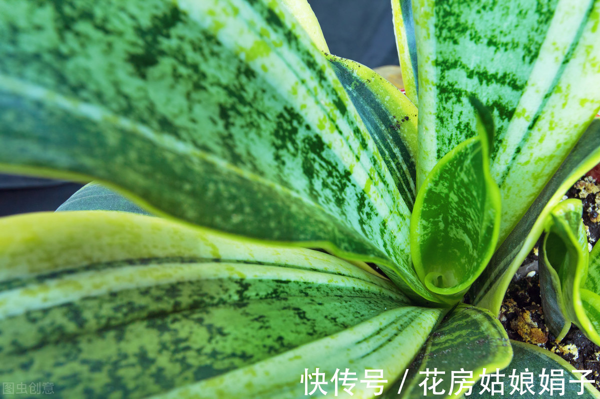 繁殖|老花匠养的虎皮兰叶厚芽多、颜色艳丽，只要做好6点，你也可以