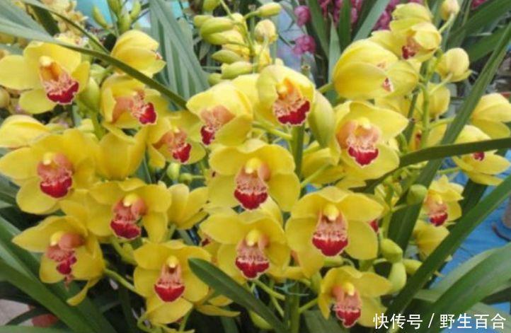 养花就养个花期长的,花色艳丽,花瓣层层叠叠,一养就上瘾!