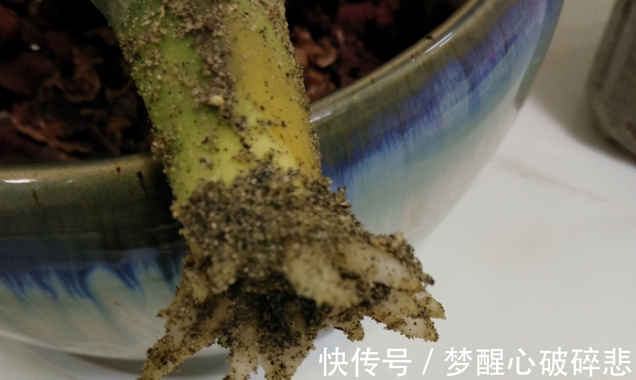 养花小窍门:喂点这2样“营养品”,植物个个根壮叶绿