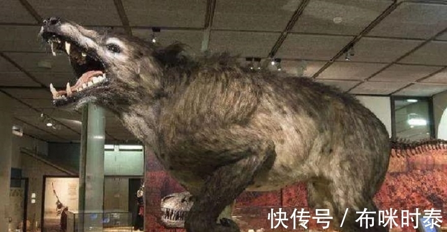 村民&已灭绝50万年的“驴头狼”,今又屡次现身神农架,这在警示什么