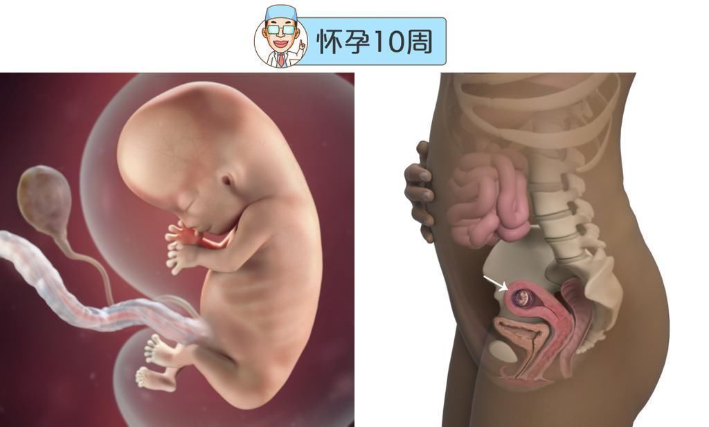 婴儿|最全的怀孕周期图鉴,感受从受精卵到婴儿的神奇变化!
