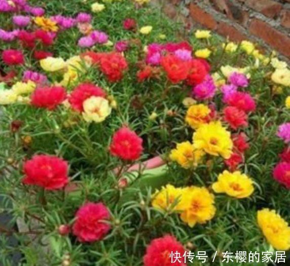 瑞典女王|养花就养这几款,高贵美丽,比玫瑰美,比牡丹艳,四季开花