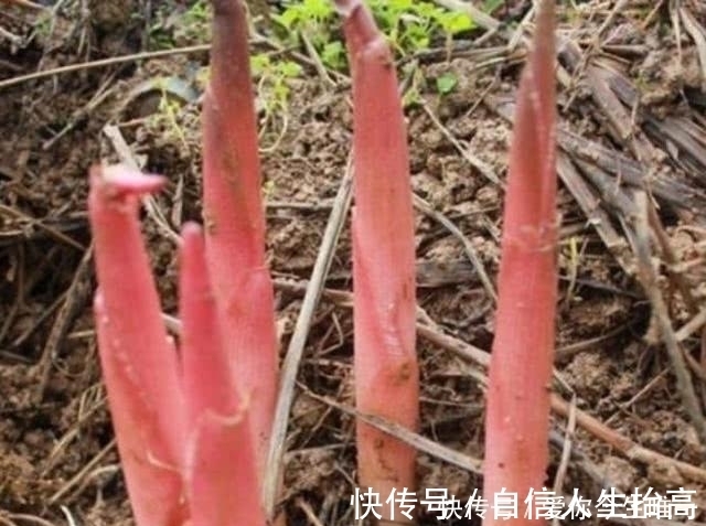 芳香脂|农村草堆里长出一种植物,吃起来非常可口,你知晓不?
