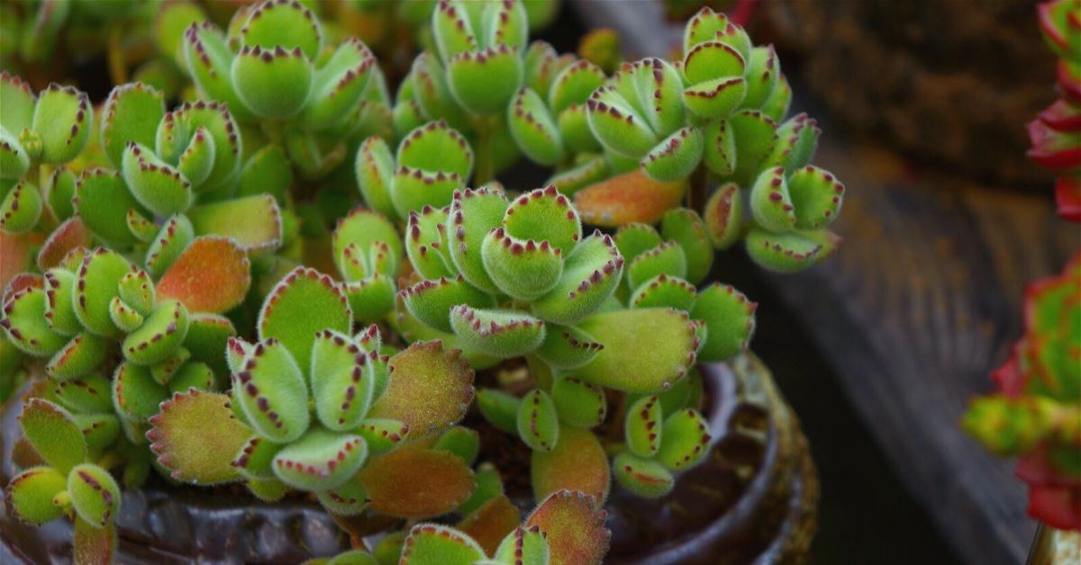 该如何看护多肉熊童子？从这6方面下手准没错