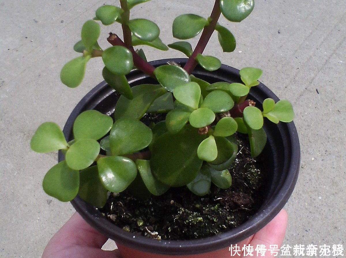 扦插金枝玉叶，用1招，长根快，成活率高达99%