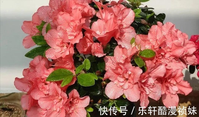 8种“洋气花”,天冷别喷水,不然黄叶、掉花苞,越养越难看