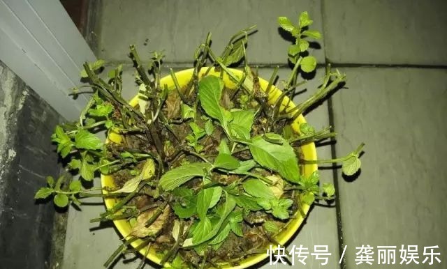 吊兰|黄叶快死的五种花卉,狠狠给它剪秃了,过几天呼呼长出一大堆