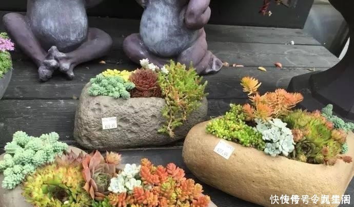 根系|刚买的多肉植物怎么养才不会死, 老花友给新手的8个建议！