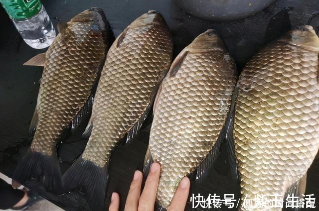 冬季野钓口轻不好抓三个解决方案，大幅提高中鱼率