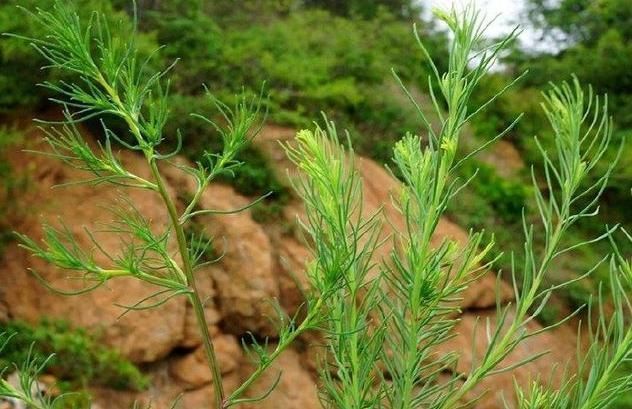 失眠|农村野草全身是“毛”,假如你见到,可别轻视或除掉,价值很高