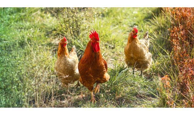 催乳|产后常吃5种催乳食物,新妈妈再也不用担心奶水不足!