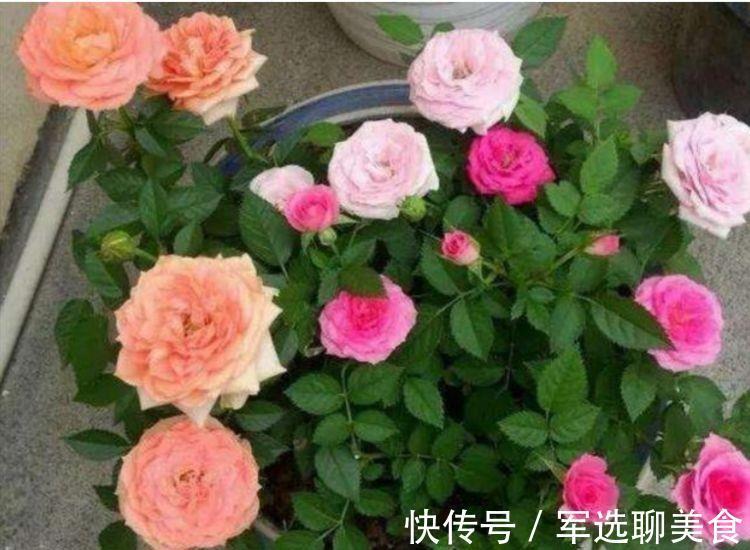 养花试试此几款，全年开花不停，枝头窜满花苞