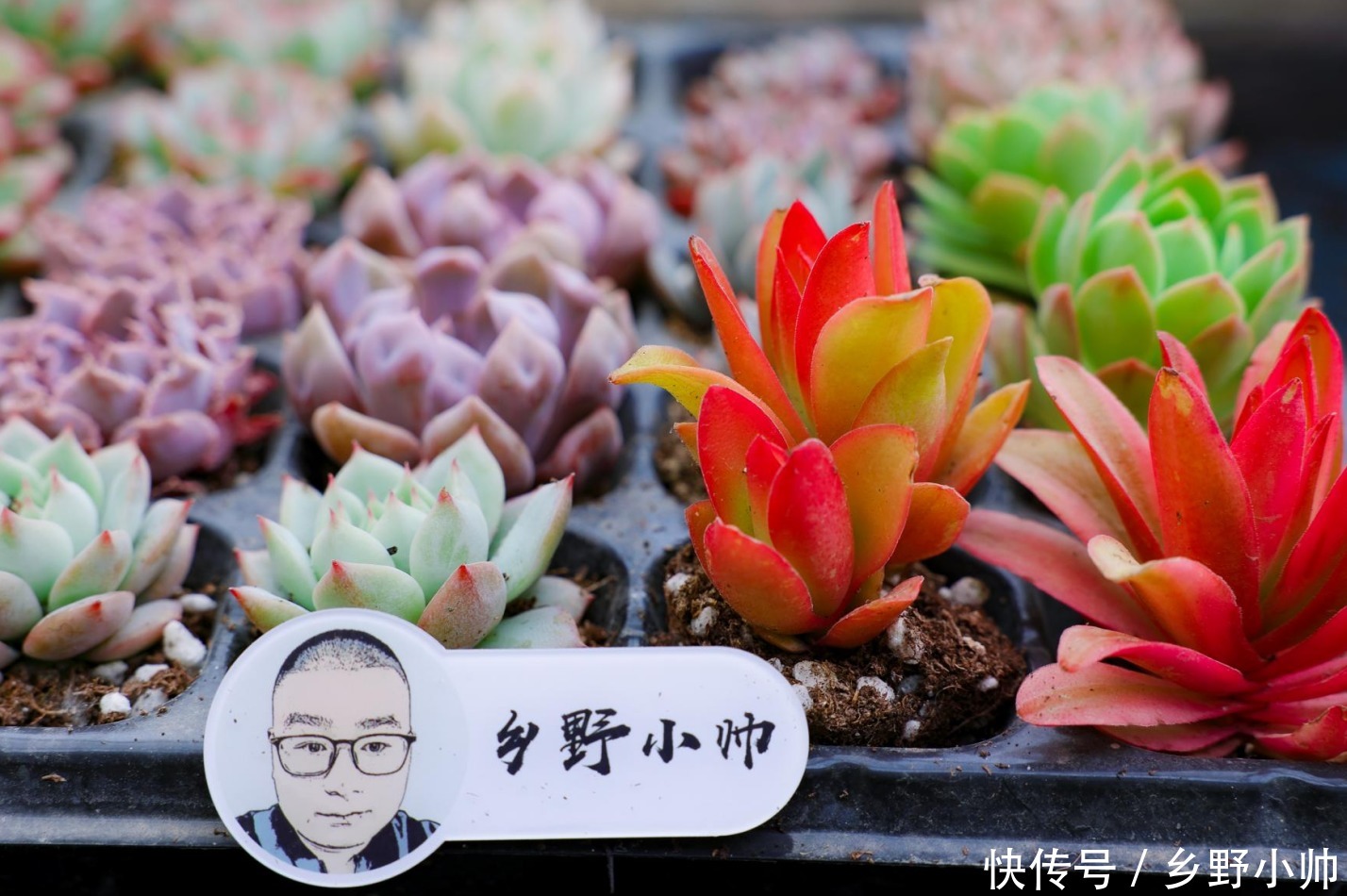 寓意|这几种多肉不仅呆萌可爱，而且寓意美好，养了它让你好运满满