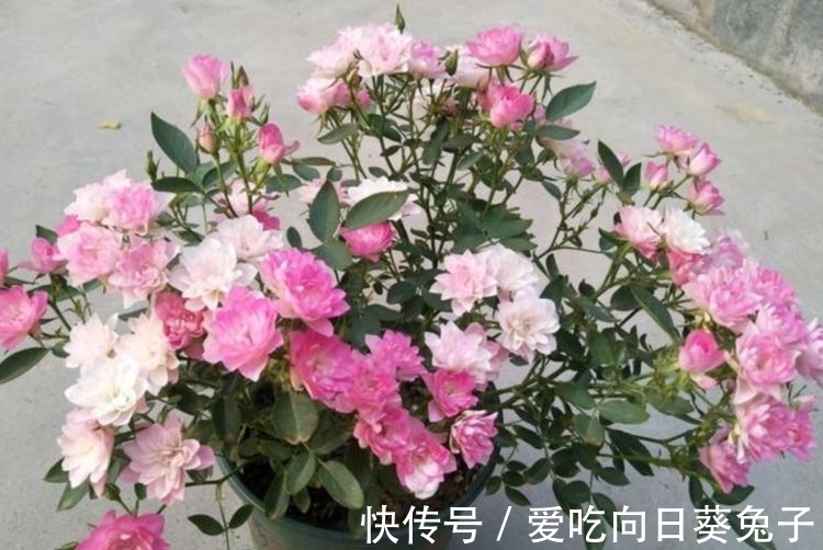 养花就养这几款,全年开花不停,沾点水就疯长,开花勤还爱爆盆