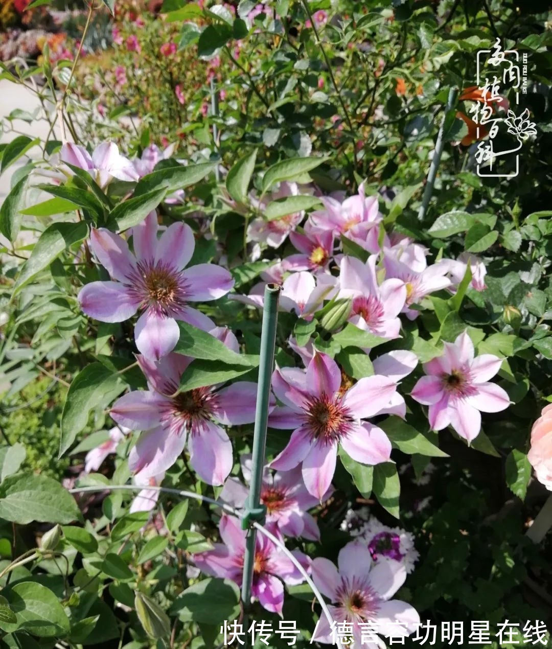 最美四月天,去杨姐的屋顶花园,赴一场花约!