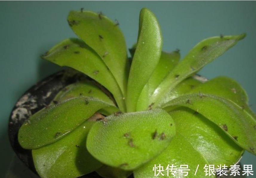 奇效|“洗衣粉”养花有奇效1周后,叶绿花大,满屋子飘香,养啥都旺