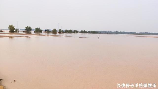 黄辣丁|黄河水位大降，钓鱼人探钓黄河滩，“野货”真不少