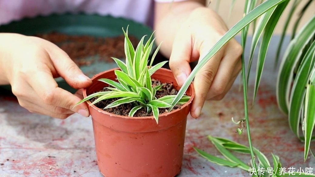 扦插|6种草本花卉,更容易扦插,掐根枝条就能养活