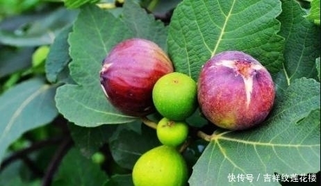 无花果的时|无花果绿皮好,还是紫皮好?买无花果记住此3点,果肉香甜软糯