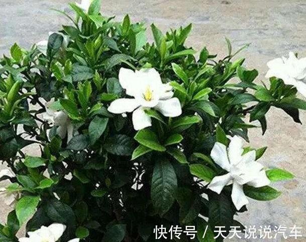 2种花现在扦插还不晚,折个枝插盆里,生根快,成活率高