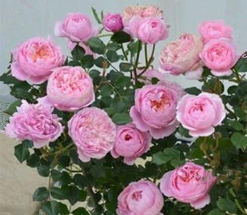 修剪|给月季喂点大补肥,15天冒出一圈笋芽,开出层叠群花!