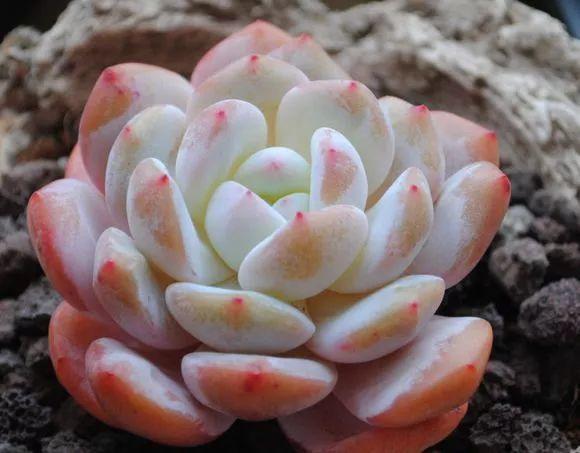 多肉法师不但长得快,颜色艳品种多,越看越喜欢!