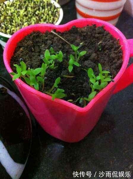 挖一勺猕猴桃塞盆里，谁知道一星期长爆盆，邻居以为花钱买的盆栽