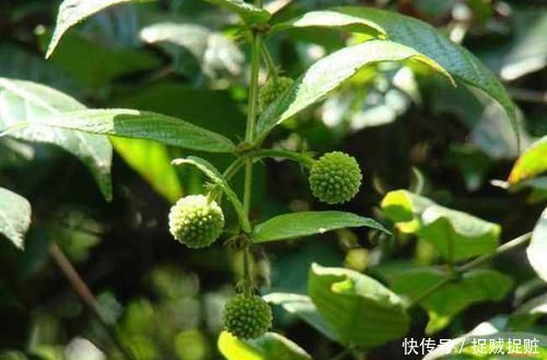 吊藤|农村这野草供不应求,农民却当杂草烧,殊不知一斤22价格还在涨