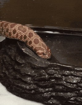 |搞笑GIF趣图:夫妻相相似度百分之九十九,好幸福哦