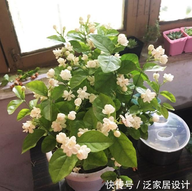 迷迭香|6种“漂亮花”,阳台种一盆,能凉拌能泡茶,生长泼辣,开花多