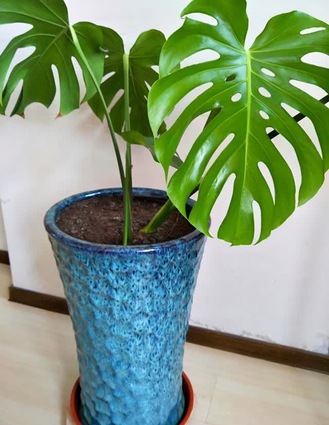 龟背竹寓意很好,养好龟背竹有技巧,你是怎么养护的呢?