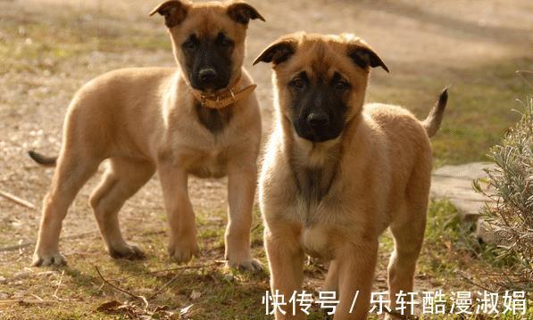 鲤跃龙门|惹不起的生肖狗、生肖猪、生肖蛇，2021年鲤跃龙门，事业兴隆