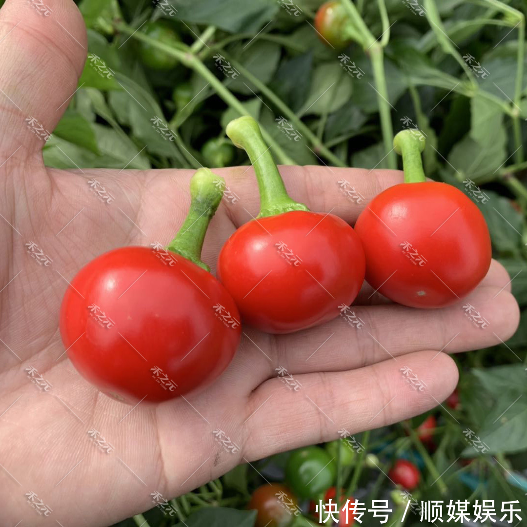 闲置的阳台别摆花了,种上此几种蔬菜种子,健康无公害吃着放心